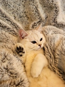 silver shaded scottish straight kitten